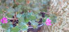 Picture of Geranium 'Bertie Crug'