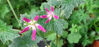 Picture of Geranium oxonianum f thurstonianum