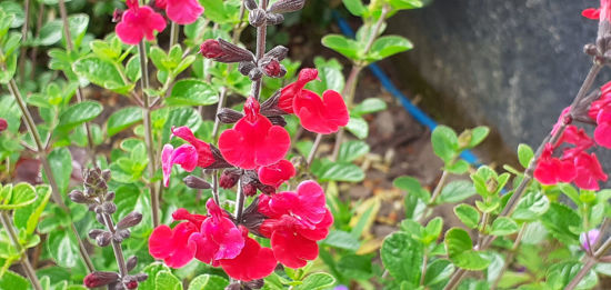 Picture of Salvia x jamensis 'Riverton Red'