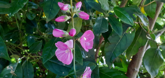 Picture of Sidalcea malviflora