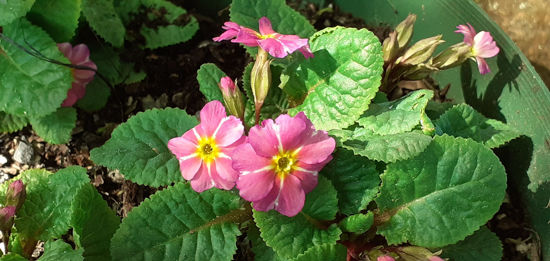 Picture of Primula 'Kinlough Beauty'