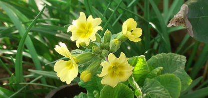 Picture of Primula Victoriana - lemon form.