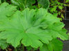 Picture of Peltiphyllum peltata