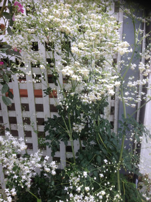 Picture of Thalictrum delavayi 'Album'