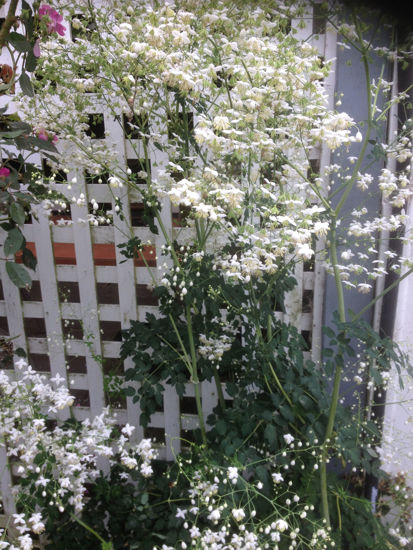 Picture of Thalictrum delavayi 'Album'