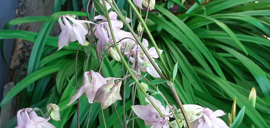 Picture of Aquilegia moorcroftiana