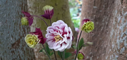 Picture of Aquilegia Winky - double red/white