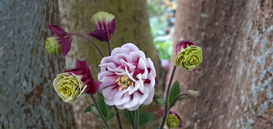 Picture of Aquilegia Winky - double red/white