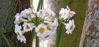 Picture of Primula Japonica 'Alba'