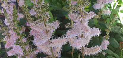 Picture of Astilbe chinensis Lilac Pink