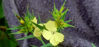 Picture of Dianthus 'Knappi'