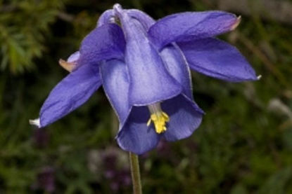 Picture of Aquilegia 'Bertollonii'