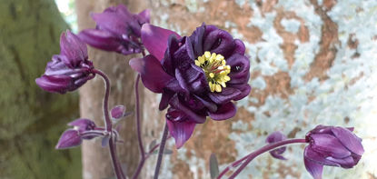 Picture of Aquilegia - double maroon