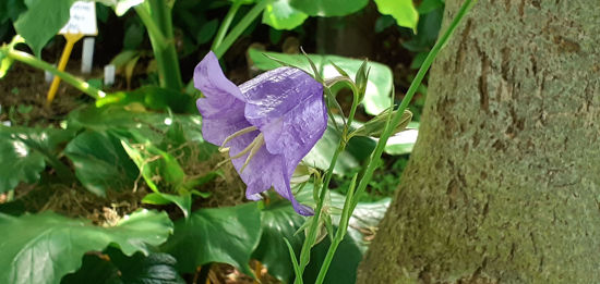 Picture of Campanula persicifolia Single Blue