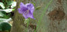 Picture of Campanula persicifolia Single Blue
