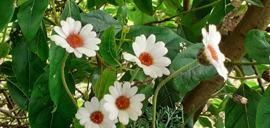 Picture of Leucanthemum mawil