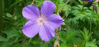 Picture of Geranium 'Spinners'
