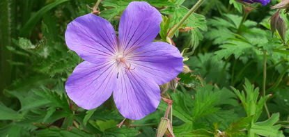 Picture of Geranium 'Spinners'