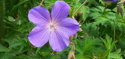 Picture of Geranium 'Spinners'