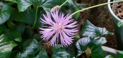 Picture of Centaurea simplicifolia