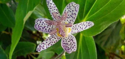 Picture of Tricyrtis hirta - No 10