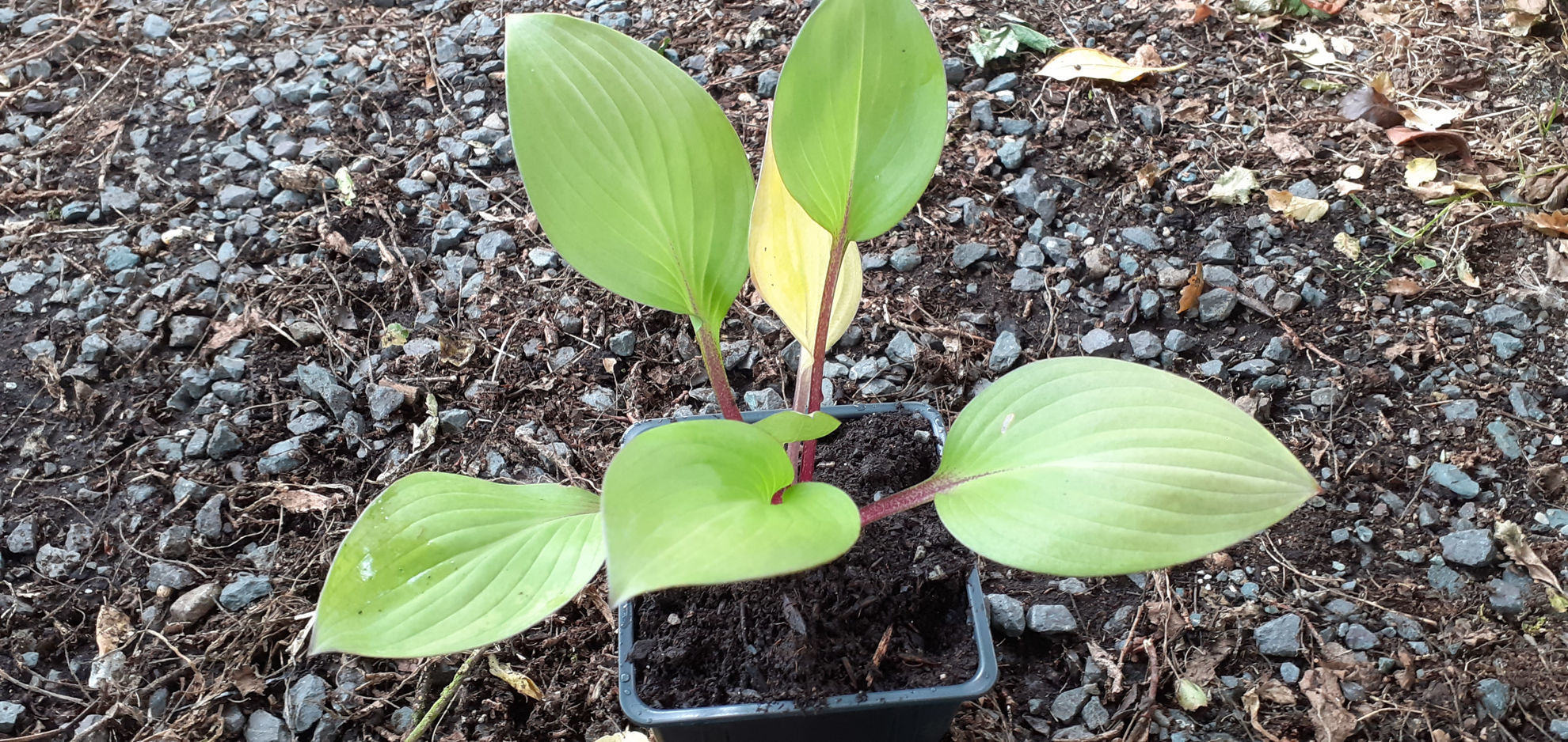 Hosta 'First Blush | Wake Robin Nursery