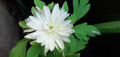 Picture of Anemone nemorosa 'Bracteata Pleniflora'