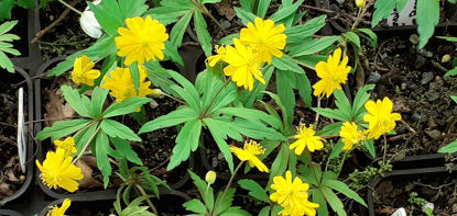 Picture of Anemone ranunculoides