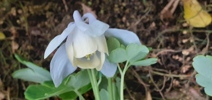 Picture of Aquilegia flabellata Cameo - white