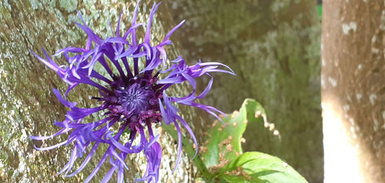 Picture of Centaurea montana