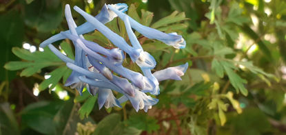Picture of Corydalis flexuosa  -5 pieces