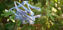 Picture of Corydalis flexuosa