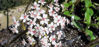 Picture of Peltiphyllum peltata