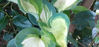 Picture of Hosta 'Hudson Bay'