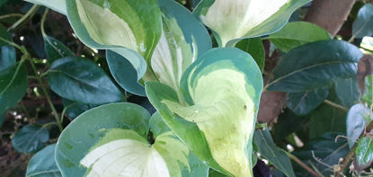 Picture of Hosta 'Hudson Bay'