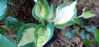 Picture of Hosta 'Hudson Bay'