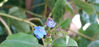 Picture of Omphalodes cappadocica