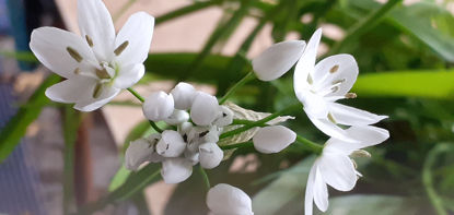 Picture of Ornithogalum - 5 large bulbs