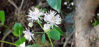 Picture of Thalictrum aquilegifolium alba - COLLECT