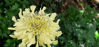 Picture of Cephalaria gigantea