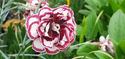 Picture of Dianthus Dad's Favourite