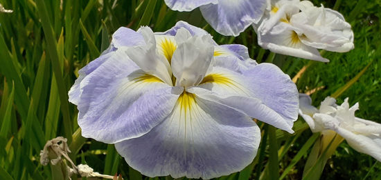 Picture of Iris Higo 'Sea Fury'