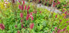 Picture of Sanguisorba tenuifolia 'Rubra'