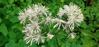 Picture of Thalictrum aquilegifolium alba - COLLECT