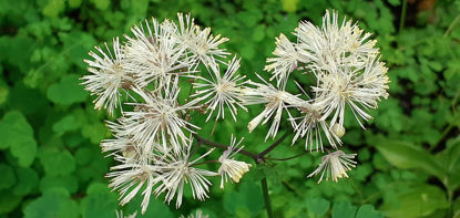 Picture of Thalictrum aquilegifolium alba - COLLECT