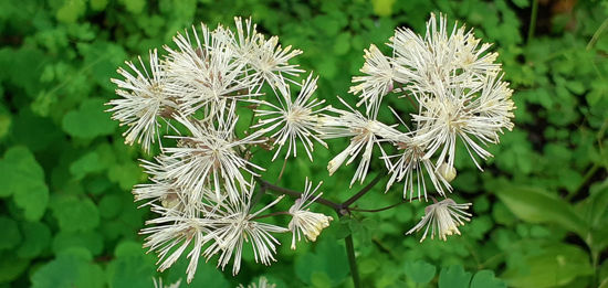 Picture of Thalictrum aquilegifolium alba - COLLECT