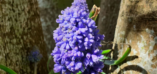 Picture of Muscari 'Blue Spike'