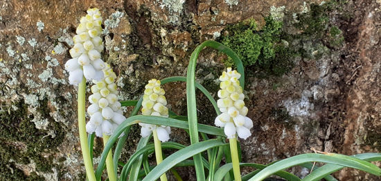 Picture of Muscari White Magic