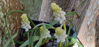 Picture of Muscari White Magic