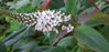 Picture of Lysimachia clethroides (Gooseneck)